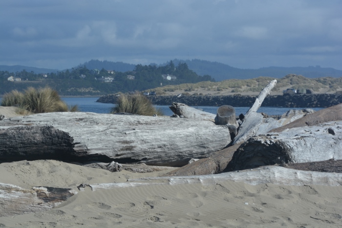 beach driftwood